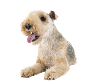 Lakeland Terrier