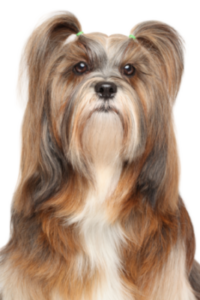 Lhasa Apso