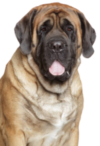 Mastiff