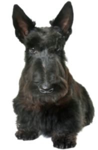 Scottish Terrier