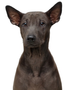 Thai Ridgeback