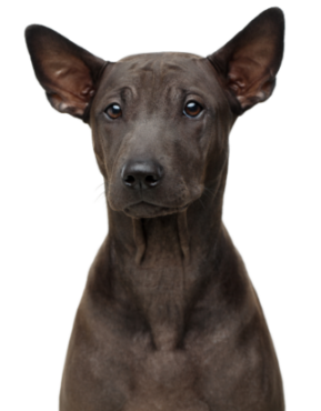 Thai Ridgeback