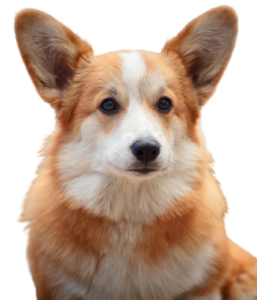 Welsh Corgi Cardigan