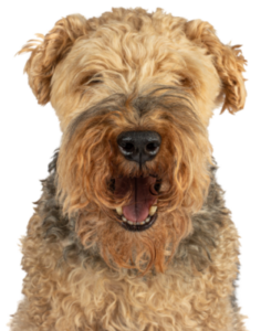 Welsh Terrier (1)