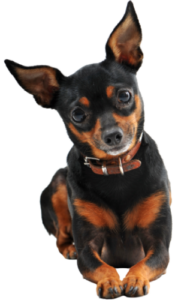 Zwergpinscher (1)