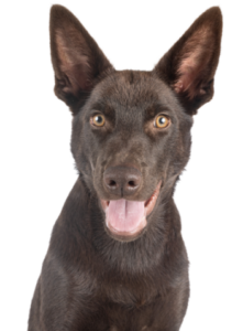 Australian Kelpie