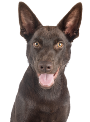 Australian Kelpie