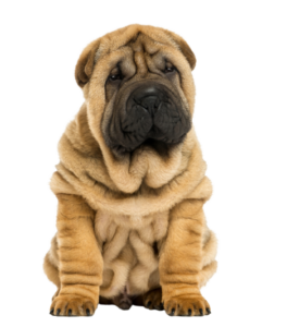 Chinese Shar-Pei (6)