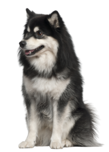 Finnischer Lapphund