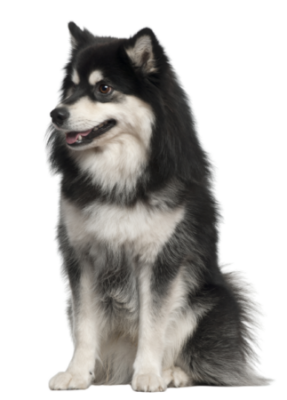 Finnischer Lapphund