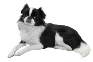 Japanese Chin