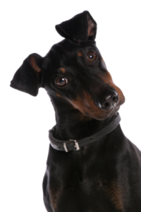 Manchester Terrier