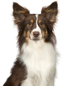 Miniature American Shepherd