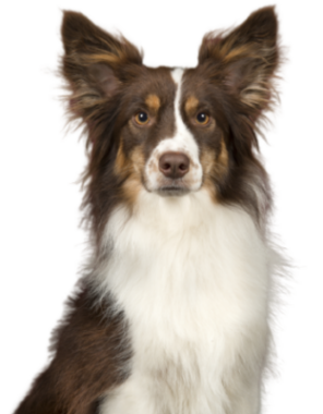 Miniature American Shepherd