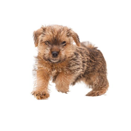 Norfolk Terrier Steckbrief Charakter Lebenserwartung And Pflege