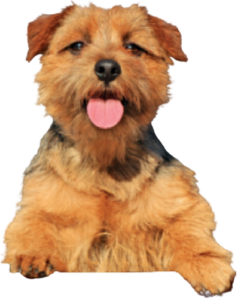 Norfolk Terrier