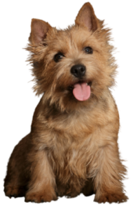 Norwich Terrier