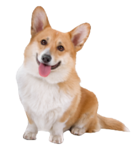 Pembroke Welsh Corgi