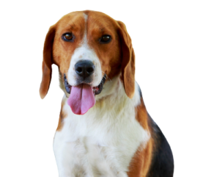 American Foxhound