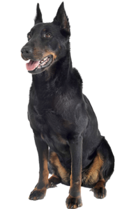 Beauceron