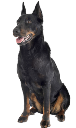 Beauceron