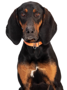 Black and Tan Coonhound