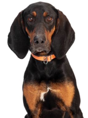 Black and Tan Coonhound