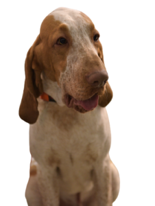 Bracco Italiano