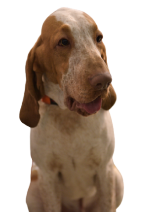 Bracco Italiano