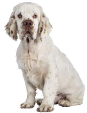 Clumber Spaniel