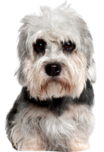 Dandie Dinmont Terrier