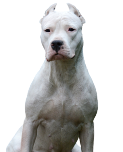 Dogo Argentino