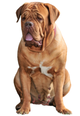 Dogue de Bordeaux (5)