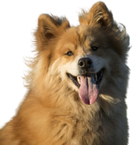 Eurasier