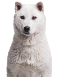 Kishu