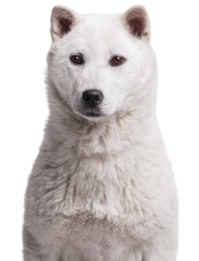 Kishu