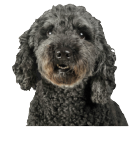 Pumi