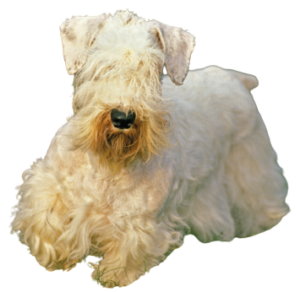 Sealyham Terrier