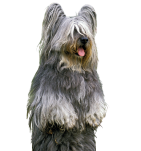 Skye Terrier