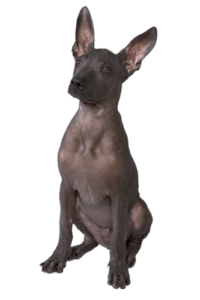 Xoloitzcuintli