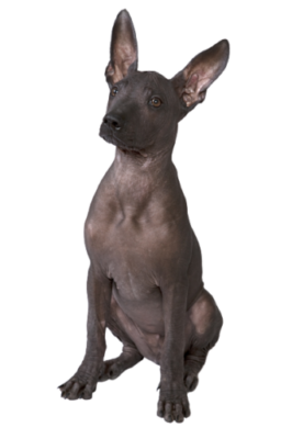 Xoloitzcuintli