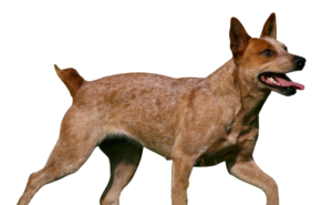 Australian Stumpy Tail Cattle Dog