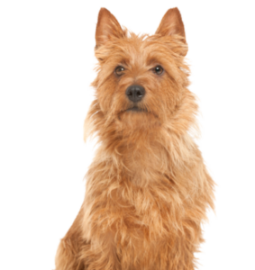 Australian Terrier