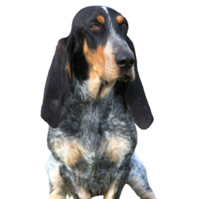 Basset Bleu de Gascogne