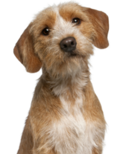 Basset fauve de Bretagne