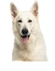 Berger Blanc Suisse