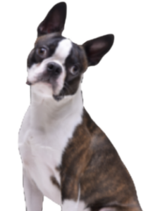 Boston Terrier