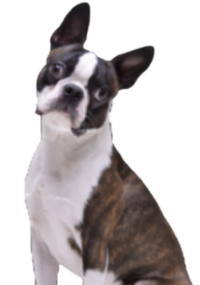 Boston Terrier