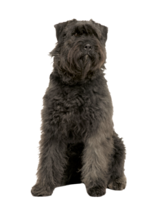 Bouvier des Ardennes