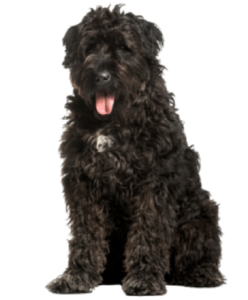 Bouvier des Flandres